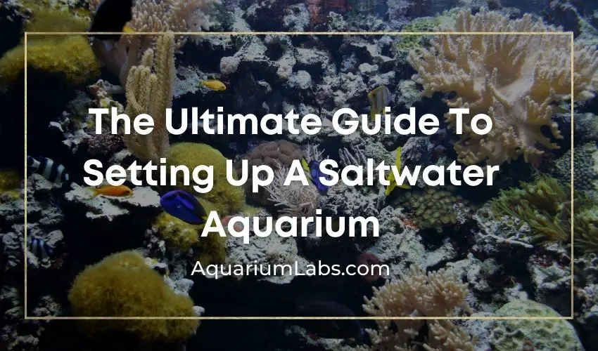 how to set up a saltwater aquarium