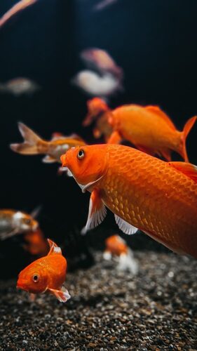 goldfish in isolated black background