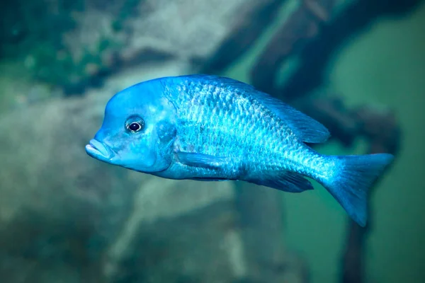 Photo of Malawi Blue Dolphin in an aquarium