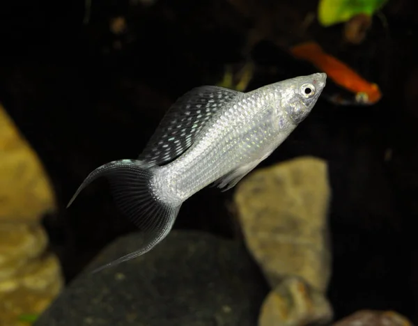 Photo of a Fish Silver Molly - Featured Image