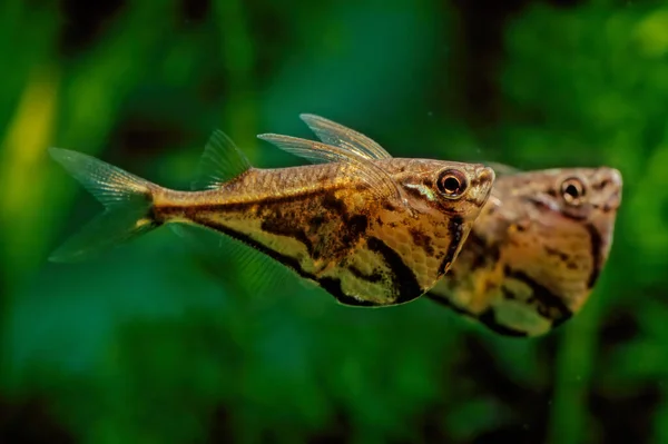 Photo of a Marbled Hatchetfish in aquarium