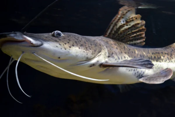 Photo of a Tiger Shovelnose Catfish Underground water