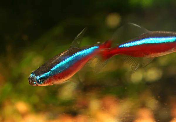 Photo of a single Cardinal Tetra