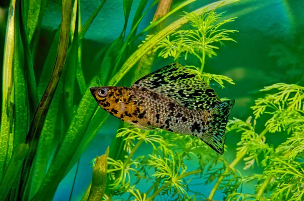 Poecilia velifera in aquarium with plants at the back