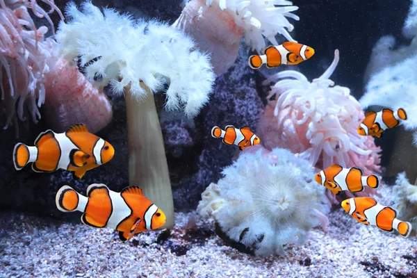 Sea anemone and clown fish