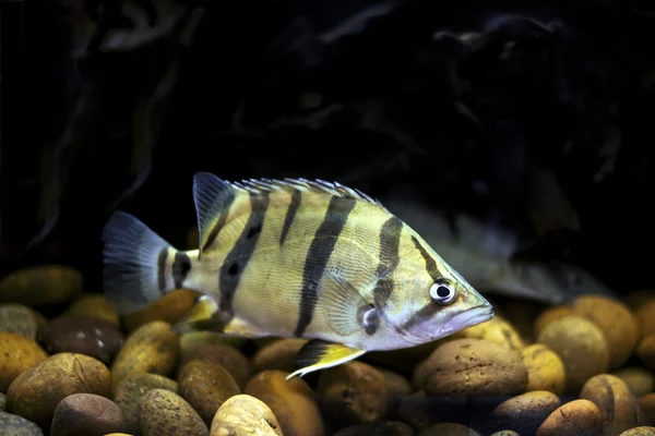 Siamese Tiger fish in aquarium