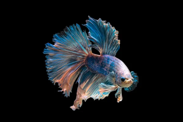Siamese fighting fish in isolated black background