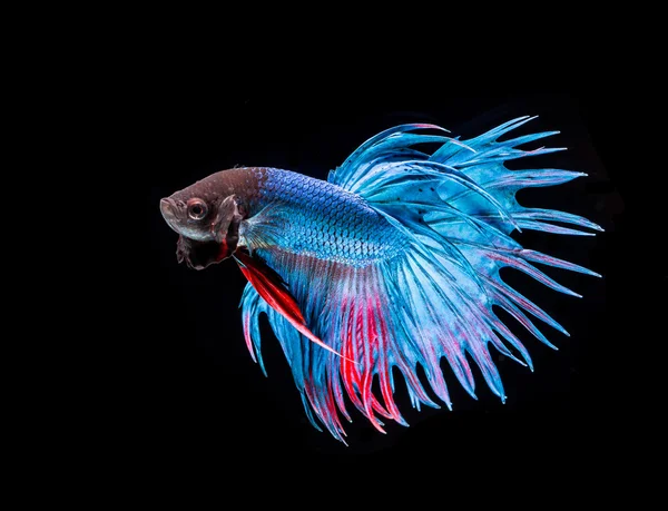 Siamese fighting fish 