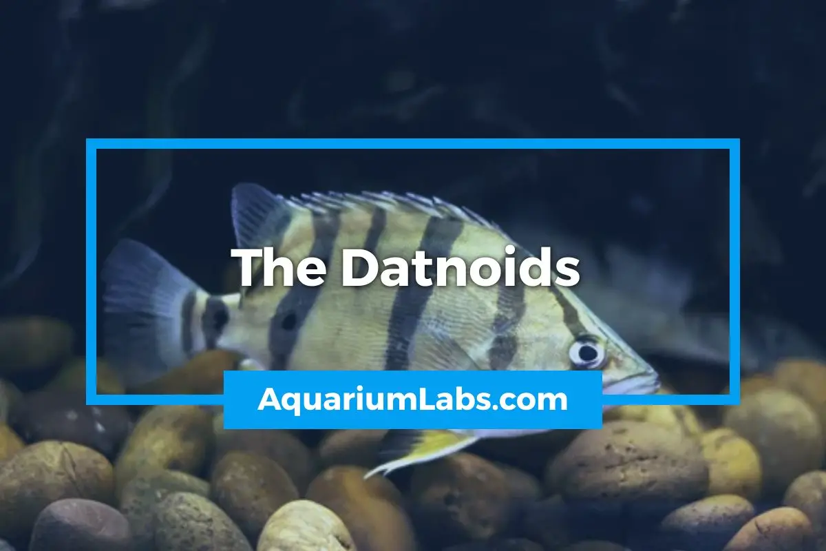 The Datnoids - Featured Image