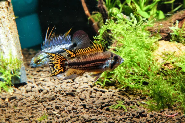 Three Striped Dwarf Cichlid