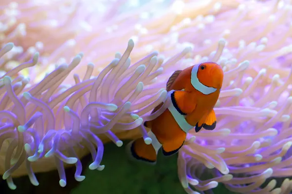 Tropical Clown Fish Hiding In Anemone