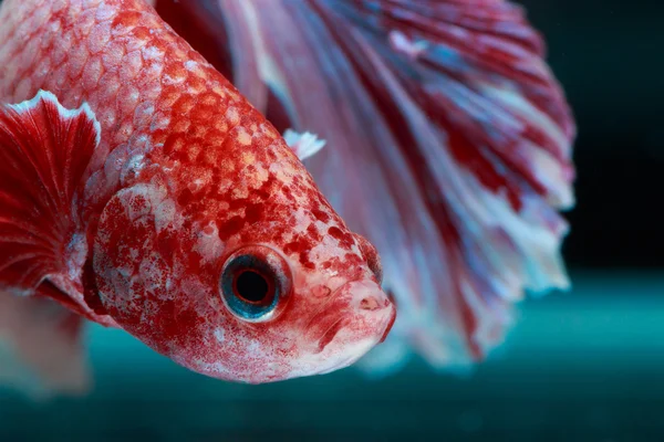 Up Close Betta