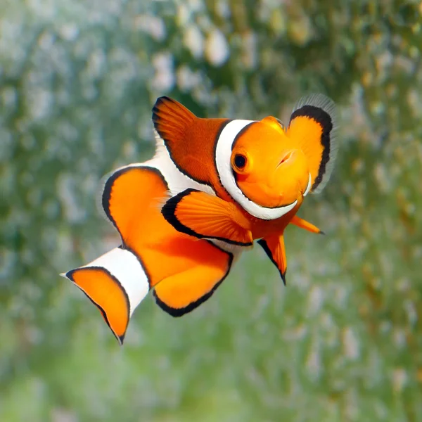 a good shot of The Clownfish