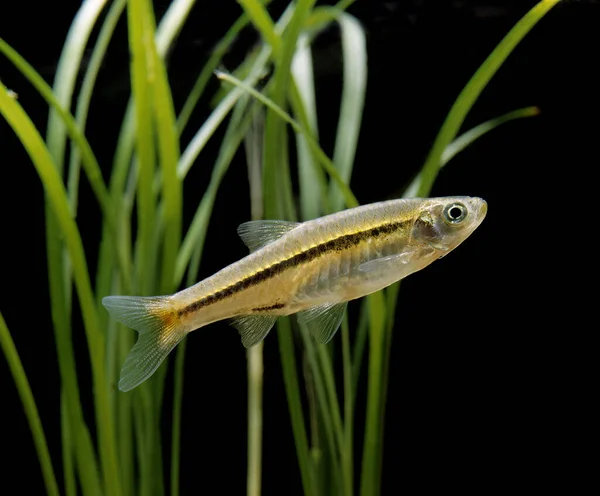 a photo of a Magnificent Rasbora in an aquarium