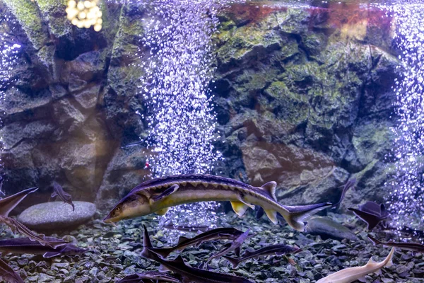 animated photo of Atlantic Sturgeon