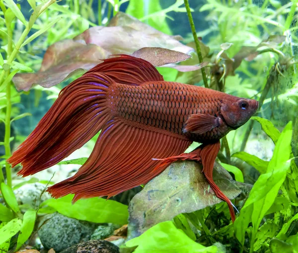 big Betta Fish Species in aquarium