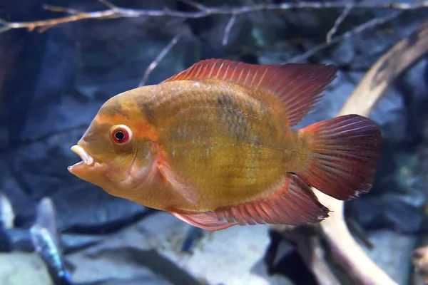 close up photo of Chocolate Cichlid in aquarium as one of the fish the start with C