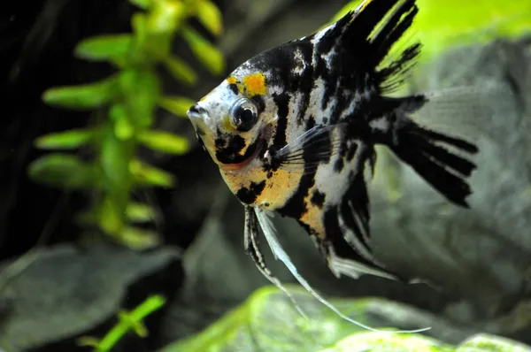 close up shot of Ange poisson in aquarium