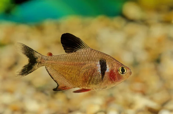 close up shot of Black Phantom Tetra with blurred background