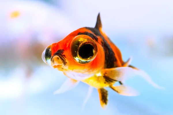 close up shot of dragon eyed goldfish