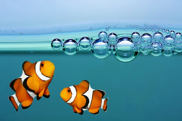 clownfish in the surface of a tank with bubbles