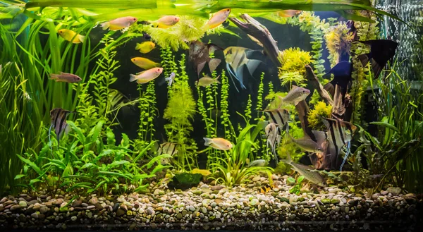 fish tank with fishes and aqua plants inside