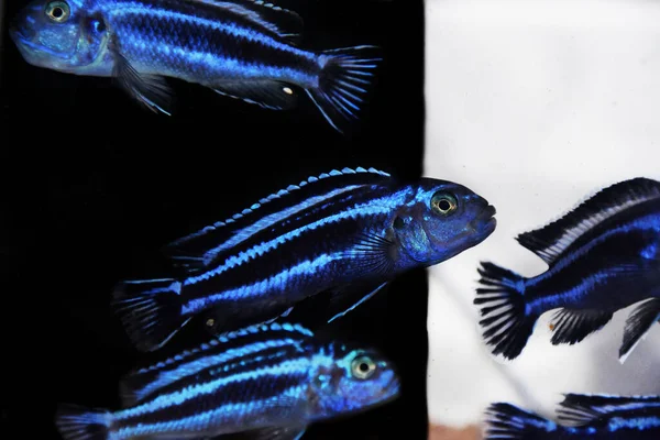 many Cobalt Cichlid in a black and white background