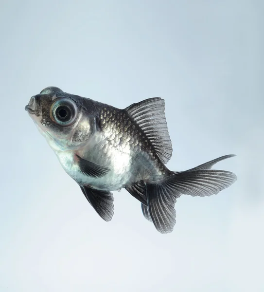 panda goldfish in white background