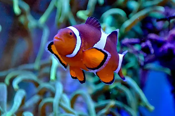 photo of a cinnamon clownfish