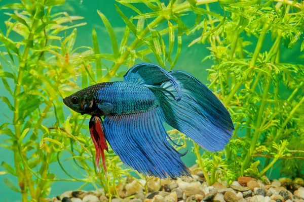 photograph of Siamese fighting fish with plants in the background 