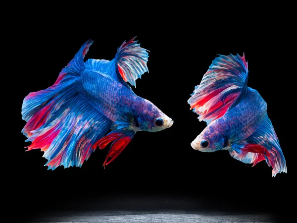 Two Betta Fish in picture that makes people wonder if can betta fish eat mealworms