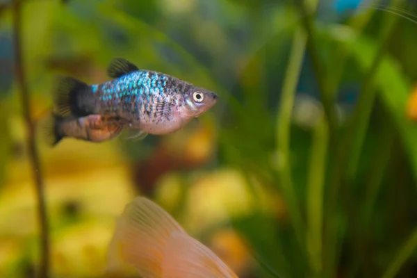 small Balloon Platy in an aquarium