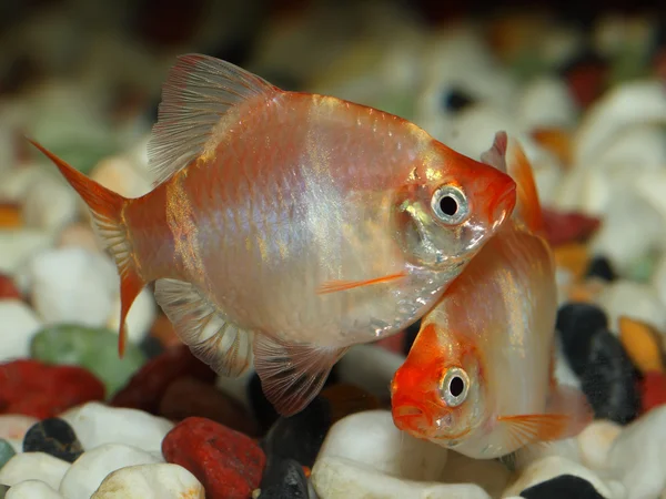 two close up shots of Albino Tiger Barb