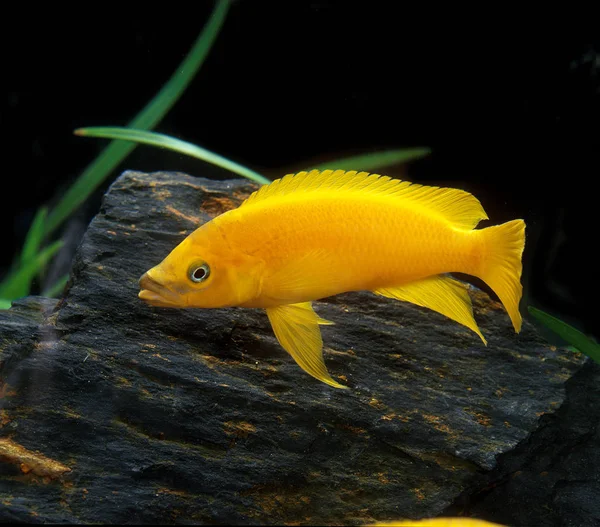 A beautiful photo of Lemon Cichlid in aquarium