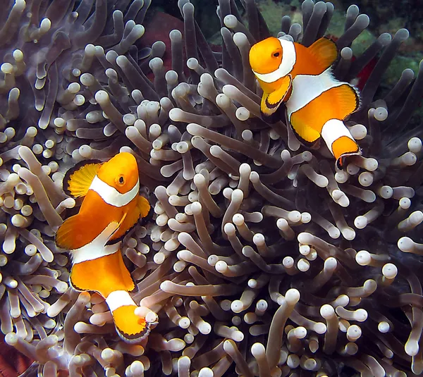 Adult Male And Female Clownfish