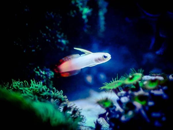 Beautiful and focus shot of a small Fire Goby