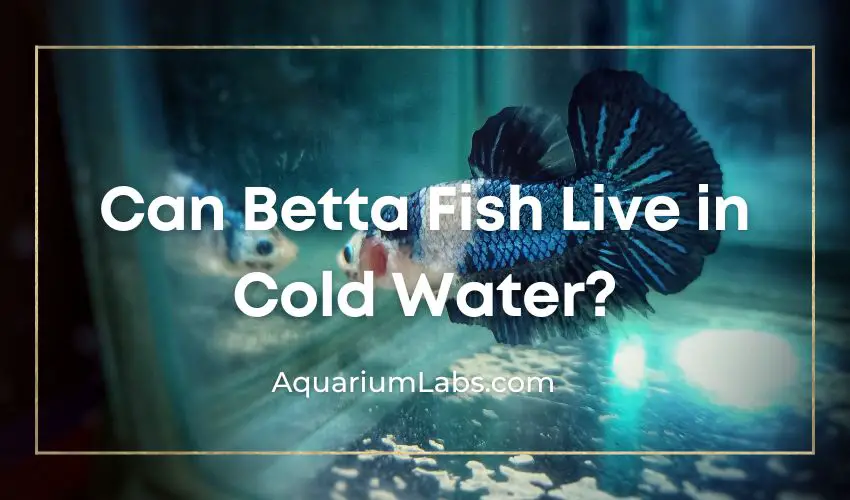 Can-Betta-Fish-Live-in-Cold-Water-Featured-Image