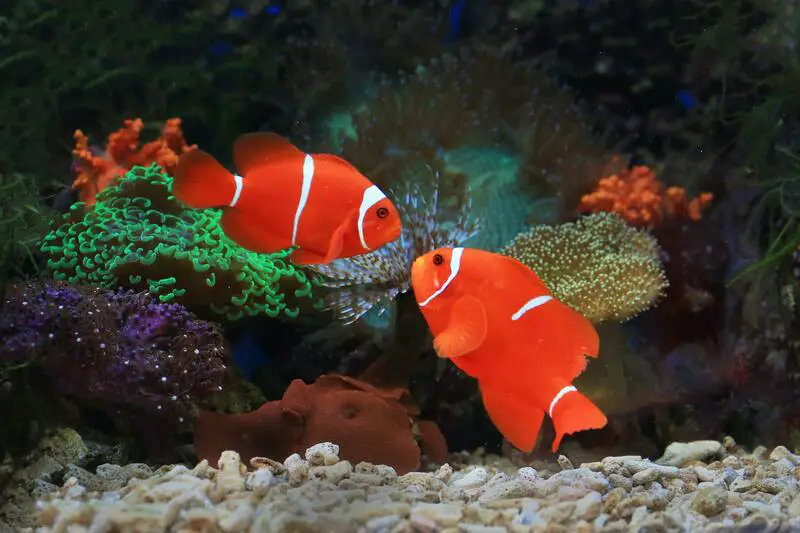 Can Female Clownfish Switch Partners