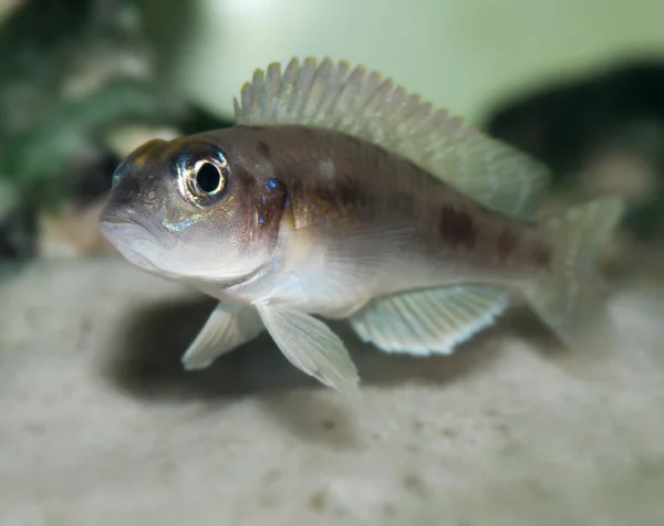 Close up photo of Ocellated Lamprologus in aquarium