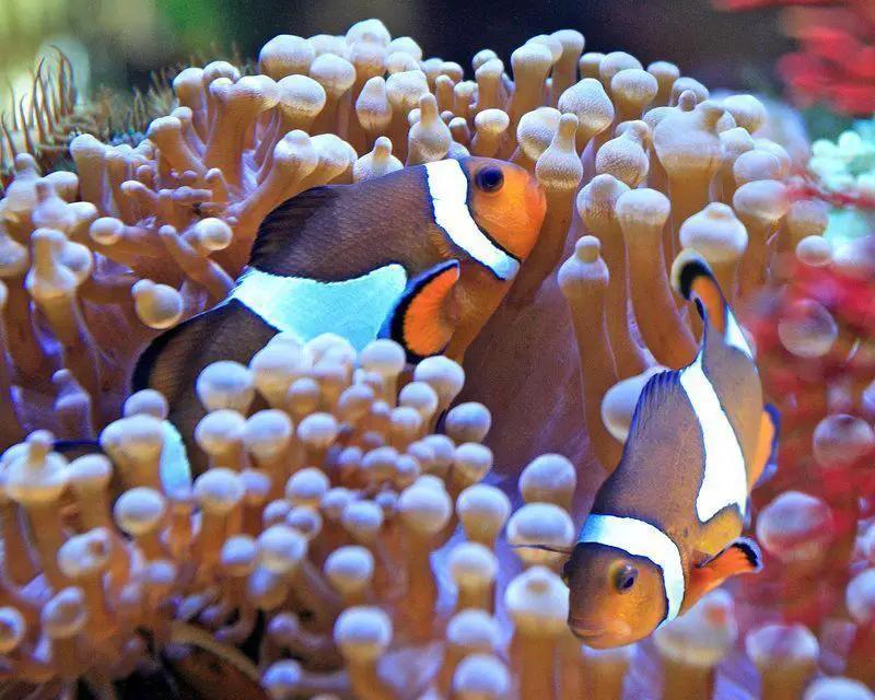 Clownfish Mate for Life