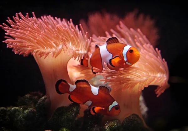 clownfish