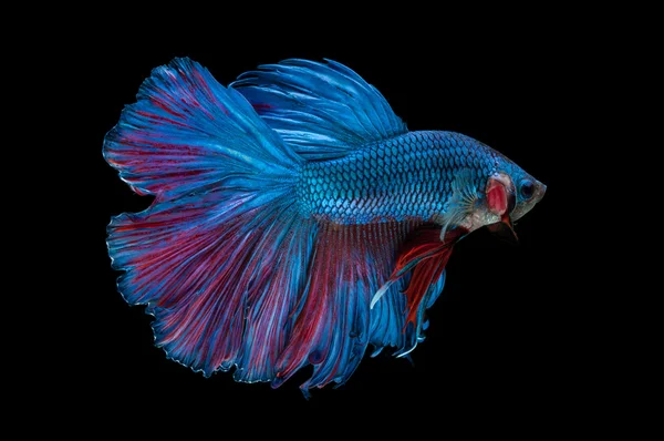 Dangers to Your Betta In Cold Water
