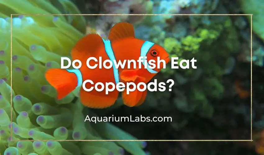 Do Clownfish Eat Copepods - Featured Image