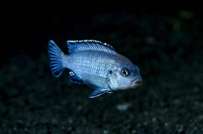 Powder Blue African Cichlid