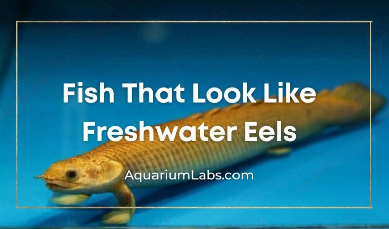 Eel Like Freshwater Fish - Fish That Look Like Eels