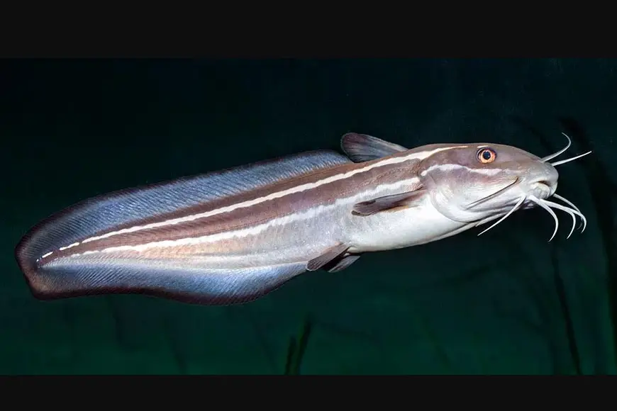 Eeltail Catfish (Plotosus lineatus)