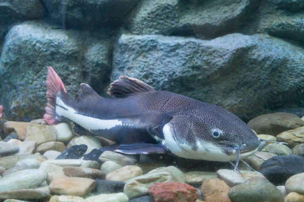  Electric Catfish (Malapterurus electricus)