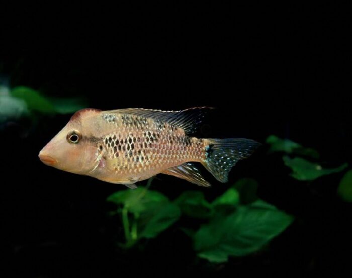 Emerald Catfish (Corydoras splendens)