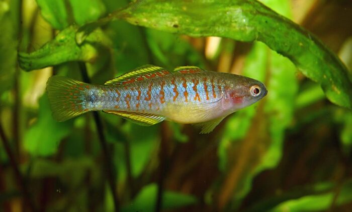 Eye Spot Sleeper (Tateurndina ocellicauda)