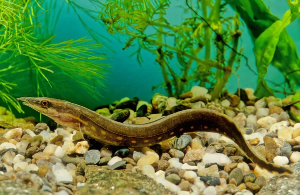 Fire Eels in aquarium